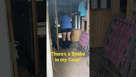“There’s a snake in my coop!” #shorts #snakes #chickencoops #coachwhipsnake #dancing