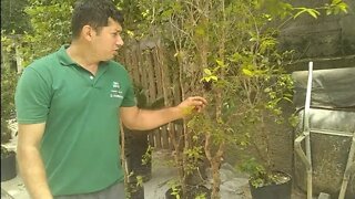 frutíferas produzindo em vasos Jambo azeitona caqui neem a venda em Niterói RJ 24 10 2020