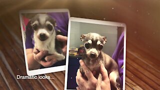 2 senior dogs abandoned in box outside Portage County shelter find foster-to-adopt home