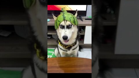 Husky Joined in to Military 🪖