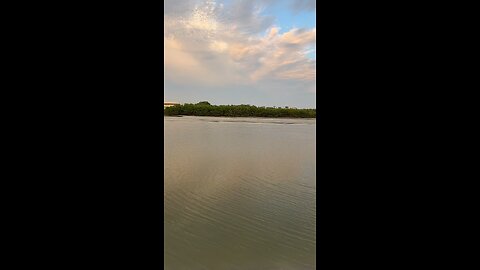 Livestream Highlights - Incredible Dolphin Jump & Catch Part 1! #Dolphin #MarcoIsland #Livestream