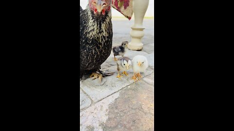 Little chicks video amazing videos