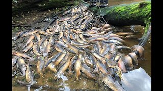 BC SALMON SPAWN RUN IS OUT OF RIVER WATER SO SALMON ARE DYING IN MASS