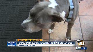 Community bands together to find stolen dog