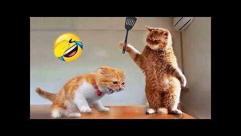 Can You Watch This Without Laughing? Funny Animals