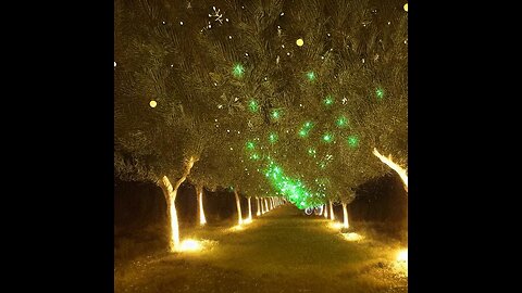 Winds Through the Olive Trees