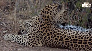 Watching Leopards, Part 5: Feeding And Playing