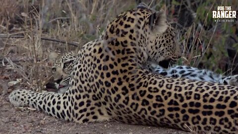 Watching Leopards, Part 5: Feeding And Playing