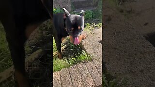 Cutest Dog Relaxing Chewing Stick 🐶 YouTube (must watch) [4K]#shorts #short #asmr #viral #trending