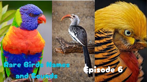 Rare Birds Names and Sounds- Sixth Episode