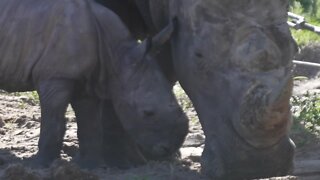 Busch Gardens announces birth of baby Southern White Rhino