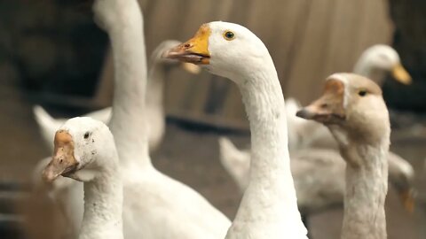 Flock of Geese on Farm