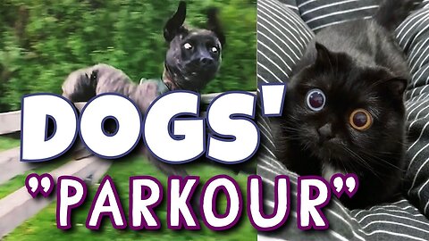 funny and crazy dogs parkour