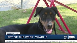 Pet of the Week: Charlie