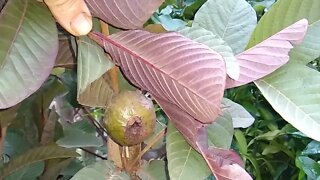 frutífera produzindo em vaso goiaba roxa tailandesa cúrcuma romã mini Cambuí vermelho e branco cajá