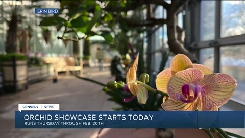 Orchid Showcase at Denver Botanic Gardens