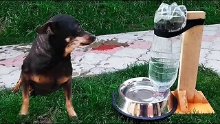 DIY Puppy Dog Water Dispenser at Home
