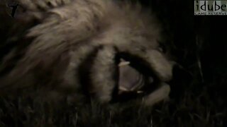 ROAR - Close Up - HD - Wild Male Lion - EXCELLENT