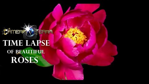 🌎Rosas Brotando , Time Lapse de Lindas Rosas | Budding Roses, Rose Time Lapse | 2021