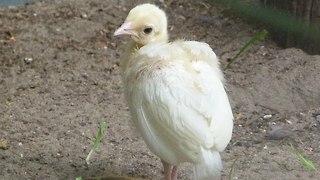 Rare White Peacock Chicks Born in India