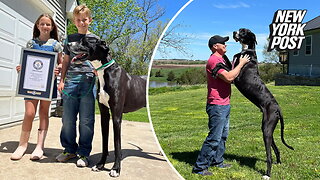 World's tallest dog, Kevin, dies days after earning Guinness record title