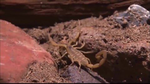 Legends of the Desert: The Dead Scorpions Documentary