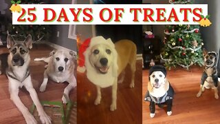 Christmas Advent Calendar For Dogs | My Funny Dog Maple Try's To Fight Me For It After A Few Days