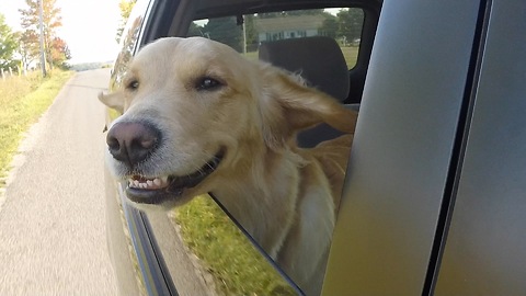 Dog can't stop smiling while sticking head out car window