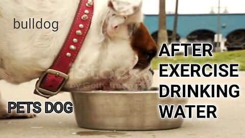 Bulldog drinking water after exercise