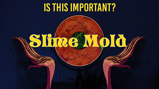 Is this Important?... thinking about Slime Molds