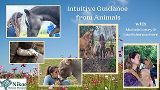 Animals as guides for our transformation – #1