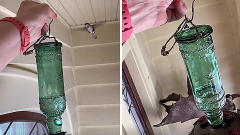 Incredible Woman Saves Hummingbird Trapped At Home's Entrance
