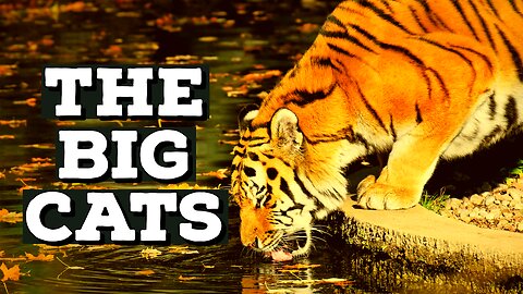 Facts about Tiger/Big Cat