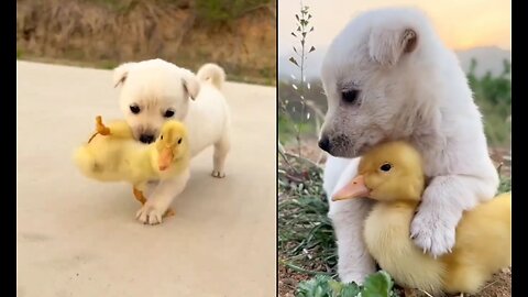 When a dog and a duck become friends from conflict.