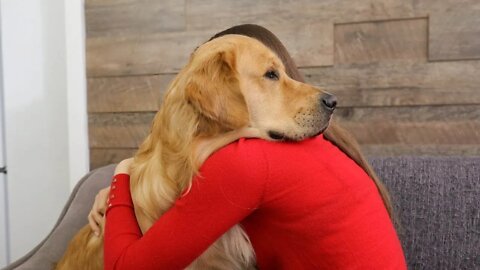 What Hugging With a Clingy Golden Retriever Looks Like...