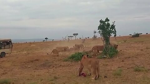 Lions Grab Warthog Making a Run