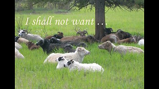 Shepherds and Sheep - We Shall Not Want