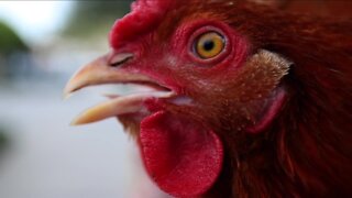 Backyard chickens gaining in popularity, Inverness passes new ordinance