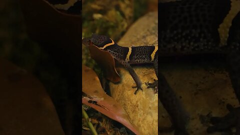 My NEW Chinese Cave Gecko!