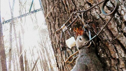 How to set a Tree Set trap for Squirrel