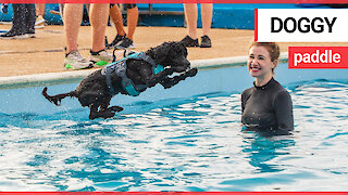 Dogs and their owners splash around together in open-air swimming pool