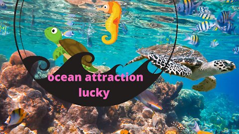 ocean lucky attraction