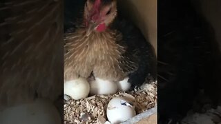 Baby chicks hatching under hen