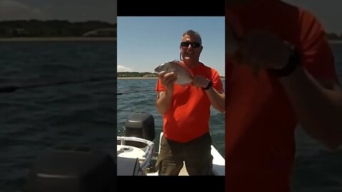 Porgy fishing long Island sound catch and drop