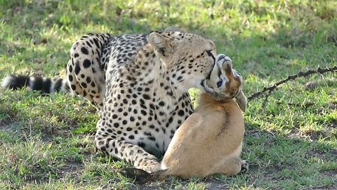 Kenyan cheetah with her prey