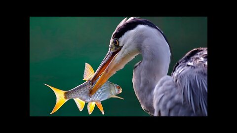 GREEN HERON CATCHING FISH