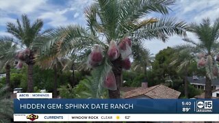 Hidden gem: The Sphinx Date Co. Palm & Pantry in Arcadia