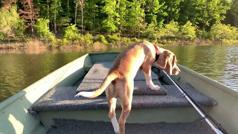 Das beagie on das boot