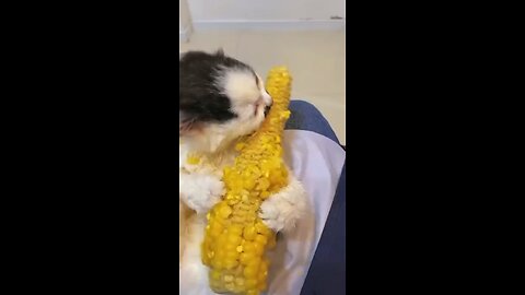 Cat on the cob