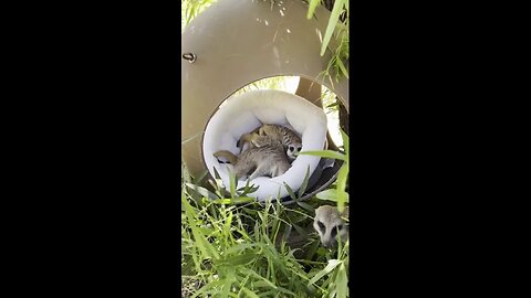 Meerkats At The Oakland Zoo Get Comfy